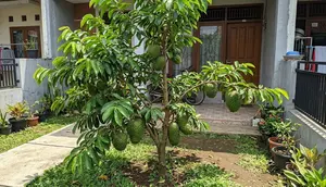 11 Cara Membuat Pohon Sirsak Pendek tapi Cepat Berbuah, Perawatannya Lebih Praktis