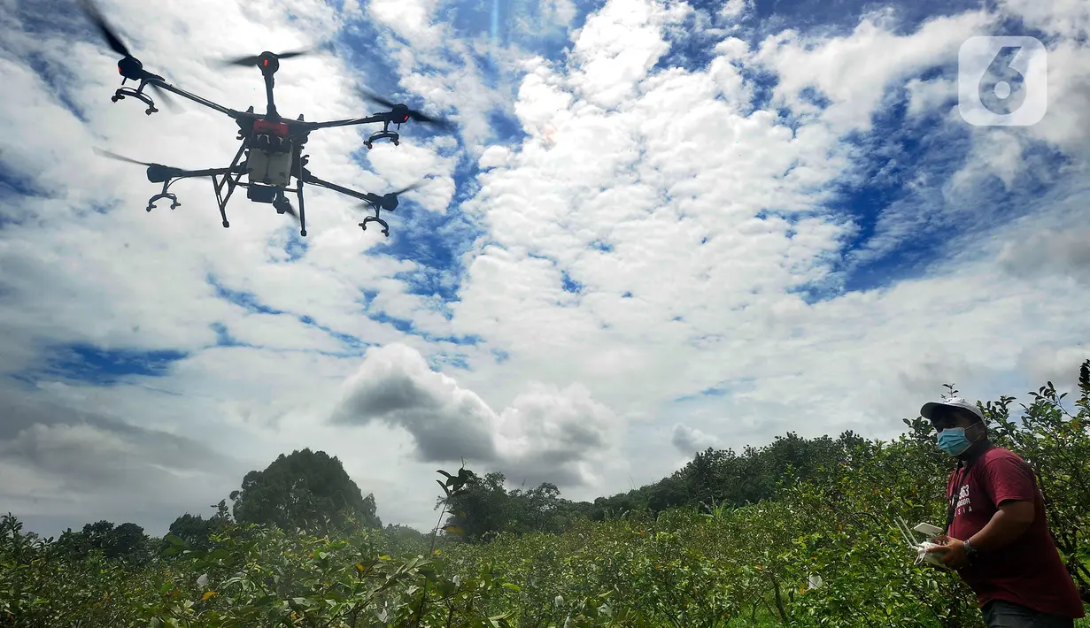 <p>Petani menerbangkan drone untuk menyemprotkan pupuk mikro pada lahan jambu kristal di pusat pengembangan pertanian Agribusinnes and Technology Park (ATP) IPB University, Dramaga, Kabupaten Bogor, Jawa Barat, Jumat (17/2/2023). Penggunaan drone tersebut untuk membantu meningkatkan hasil produksi jambu kristal serta efisiensi tenaga dan waktu. (merdeka.com/Arie Basuki)</p>