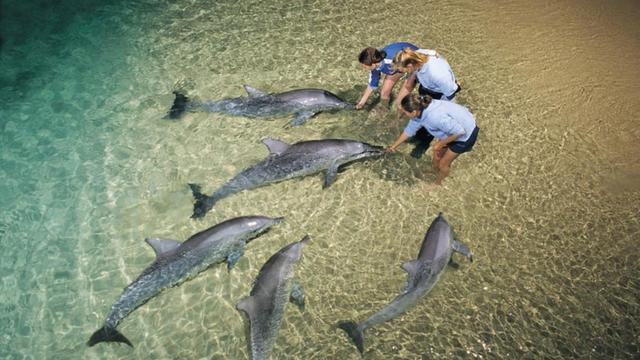 Tangalooma Wild Dolphin Feeding 2