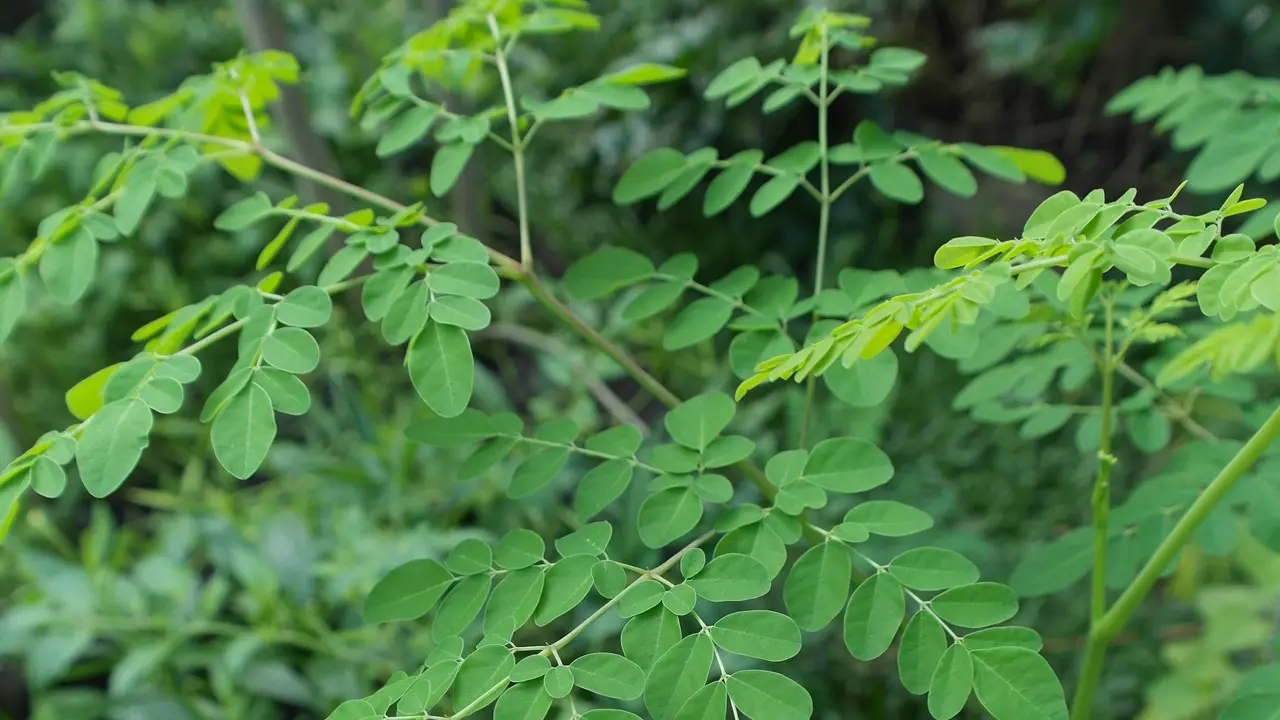 daun kelor-kezo