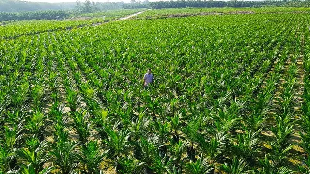 Lokasi pengembangan bibit sawit unggul di Riau.