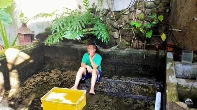 puluhan ikan hias mati