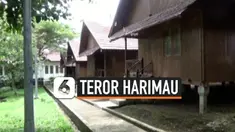 V Harimau