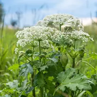 Seorang remaja dilaporkan langsung dilarikan ke rumah sakit usai membersihkan sebuah halaman yang dipenuhi dengan tanaman Hogweed. (Foto: The Daily Nonpareil)