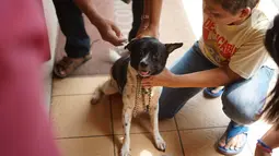 Seekor anjing mengikuti pemeriksaan kesehatan dan vaksin rabies gratis di kawasan Sawah Besar, Jakarta, Kamis (3/9/2019). Dalam rangka memperingati Hari Rabies Sedunia, Sudin Ketahanan Pangan Kelautan dan Perikanan DKI Jakarta melakukan vaksinasi hewan secara gratis. (Liputan6.com/Immanuel Antonius)