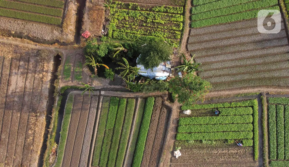 Foto udara aktivitas petani di lahan garapan kawasan Papanggo, Jakarta Utara, Rabu (1/12/2021). Para petani di kawasan tersebut menggantungkan hidup dengan menyewa lahan garapan untuk bercocok tanam sayuran seperti kangkung, bayam, ubi, dan daun kemangi. (Liputan6.com/Helmi Fithriansyah)