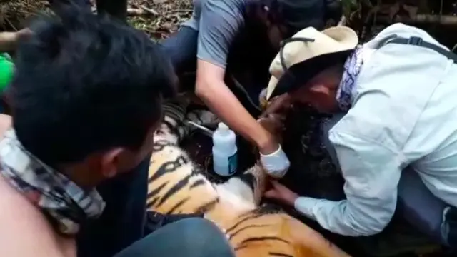 Petugas BBKSDA Riau melepaskan jeratan dari kaki harimau sumatra di Kabupaten Pelalawan.