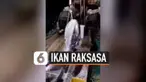 vertical ikan