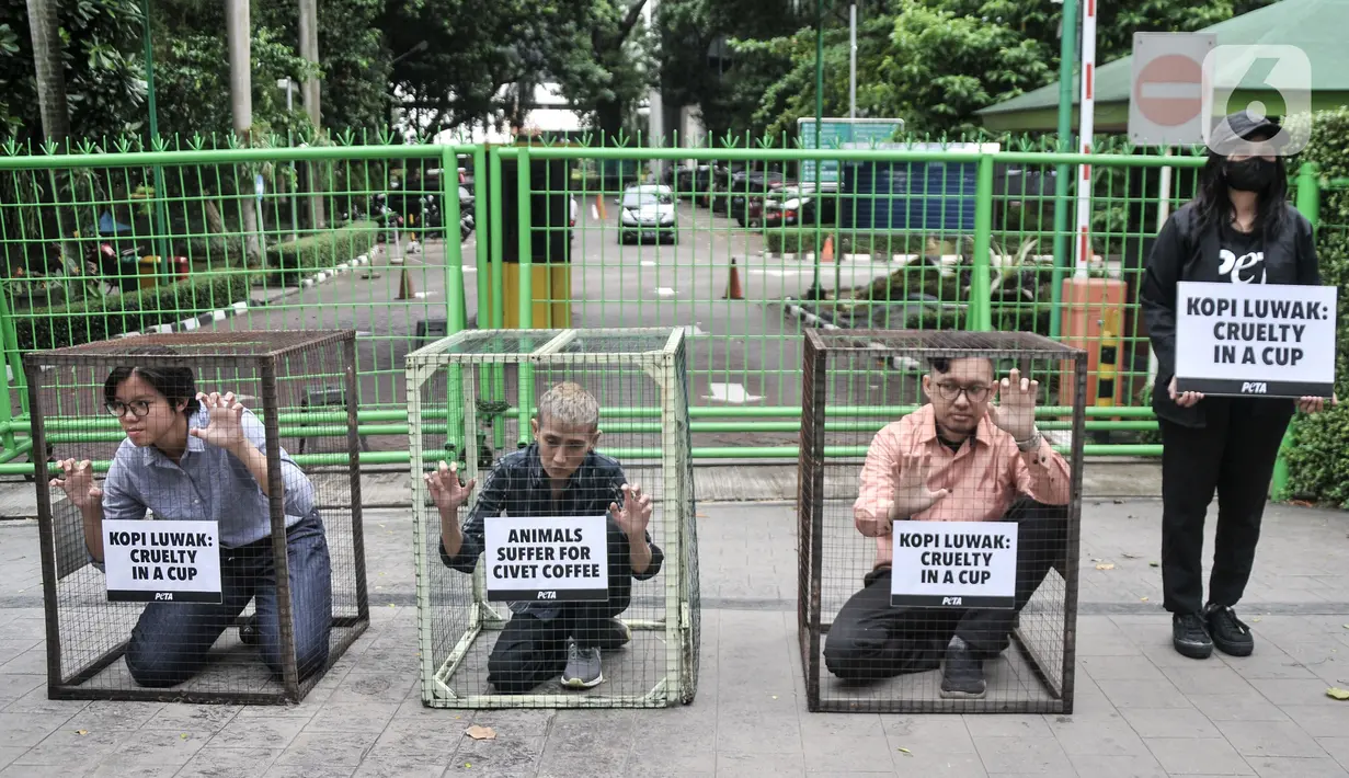 Aktivis People for the Ethical Treatment of Animals (PETA) mengurung diri di dalam kandang saat aksi teatrikal mengecam eksploitasi luwak untuk kepentingan produksi kopi di depan Kantor Kementerian Lingkungan Hidup dan Kehutanan (KLHK), Jakarta, Rabu (25/1/2023). Aktivis PETA mengurung diri di dalam kandang sebagai bentuk protes dan mendesak pihak berwenang melarang peternakan luwak untuk kepentingan produksi kopi. (merdeka.com/Iqbal S Nugroho)
