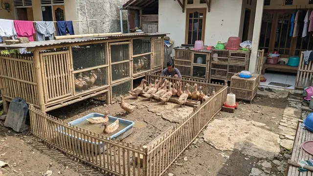 Cara Ternak Itik Mojosari di Lahan Sempit. AI