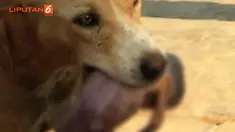 Berkat jasa sang anjing, bayi malang itu lolos dari maut karena dibawa ke rumah sakit oleh warga yang melihatnya.