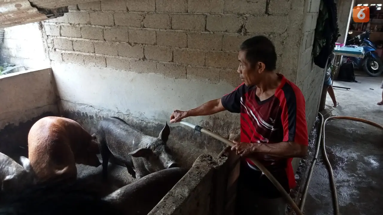 Peternak membersihkan kandang babi