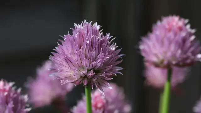 12 Jenis Edible Flower yang Bisa Ditanam di Teras