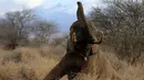 Gajah berusaha bangun usai dipasangkan radio satelit di Amboseli National Park, Kenya (2/11). Pemasangan radio satelit untuk mempermudah pelacakan gajah liar serta mengendalikan perburuan liar. (REUTERS/Thomas Mukoya)