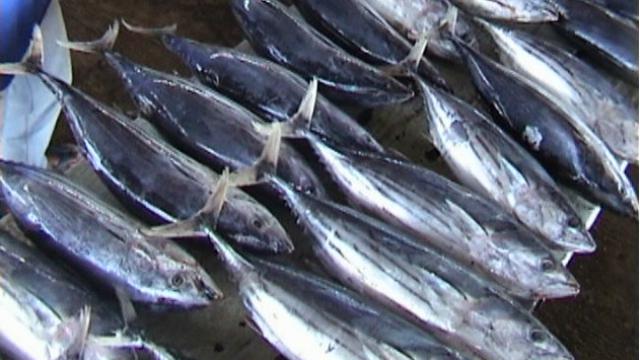Ikan Lemuru, Ikan Legendaris Pelabuhan Muncar