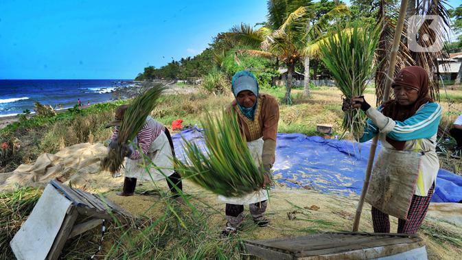 Petani melakukan panen padi jenis Ciherang di kawasan Pantai Sukawayana, Pelabuhan Ratu, Sukabumi, Minggu (1/12/2019). Saat ini harga gabah kering mencapai Rp 5600/ kg dari harga semula Rp Rp 4700/kg. (merdeka.com/Arie Basuki)