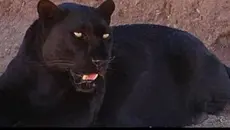 Macan Kumbang Mangsa Ternak dan Masuk Rumah Warga Batang