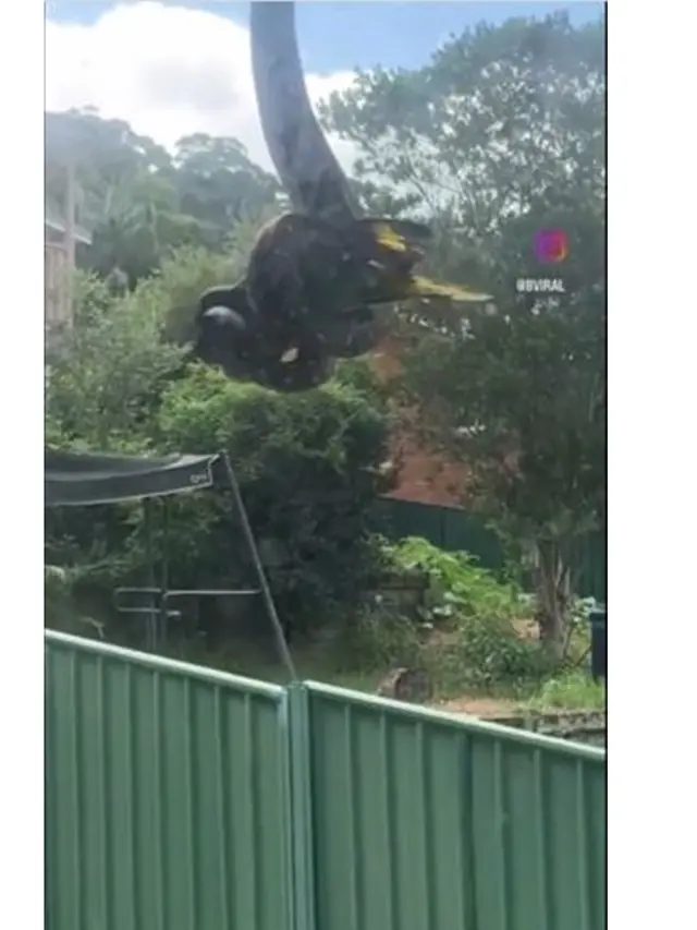 Viral Ular Piton Menggantung di Atap Rumah Sambil Melahap Burung Besar, Bikin Ngeri