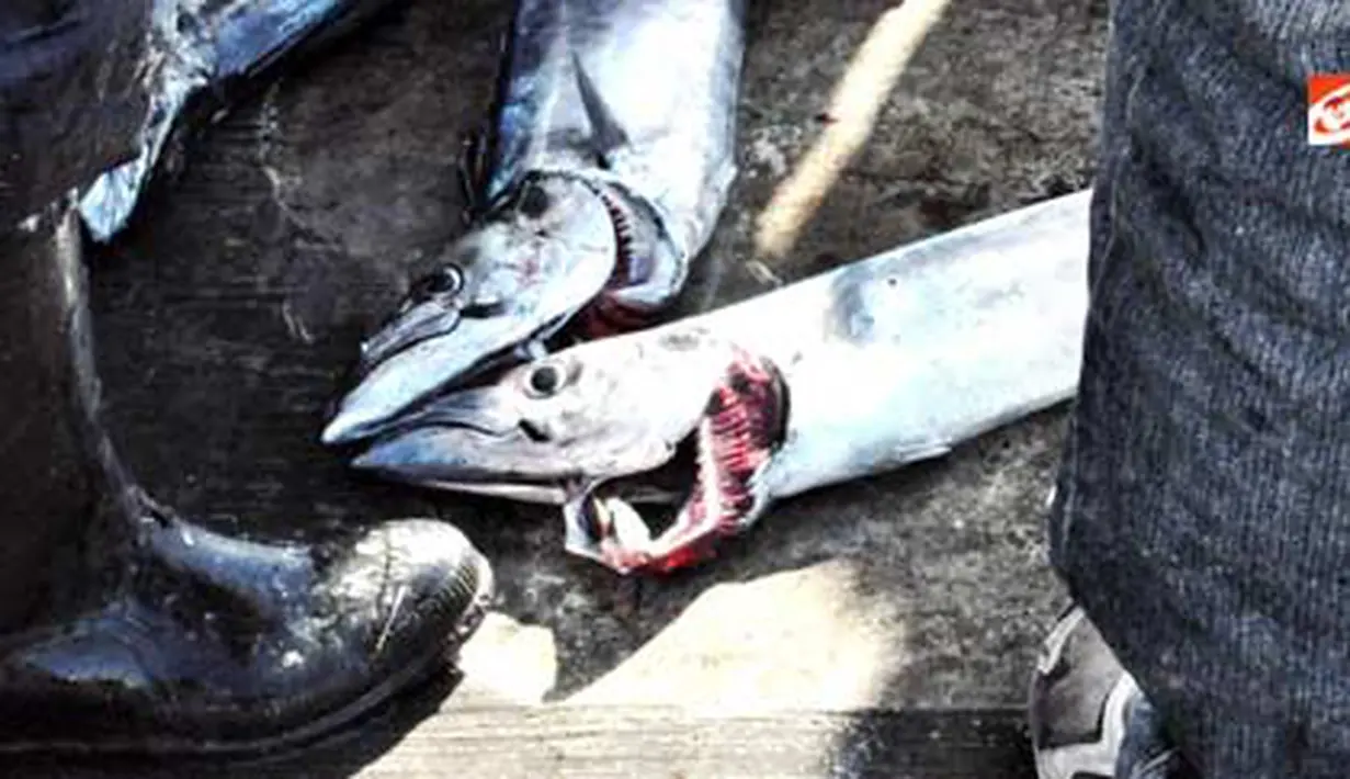 Ikan hasil tangkapan nelayan Kalk Bay, Fishoek, Cape Town, Afsel.