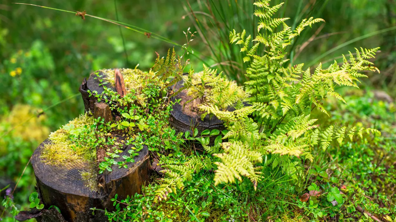 7 Jenis Tumbuhan Paku dan Gambarnya, Kenali Ciri-ciri dan Pemanfaatan