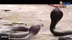 Tak cuma bermodal berani dan nekat, Nur juga mesti paham kapan waktu yang tepat menemukan kobra.