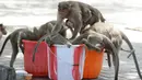 Sejumlah monyet berebut minum air dari ember selama musim panas di Guindy Children's Park di Chennai, India (10/6/2019). Gelombang panas yang menyapu bagian utara dan barat India dengan suhu maksimum melonjak hingga 48 derajat Celcius ( 118 F) membuat para monyet kepanasan. (AFP Photo/Arun Sankar)