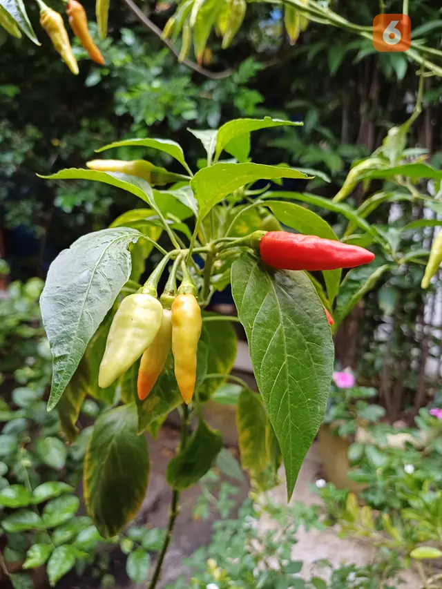 Hasil Foto Samsung Galaxy A34 5G