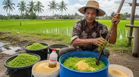 Cara Membuat Pakan Fermentasi Ayam dari Azolla dan Dedak, Ekonomis Bergizi