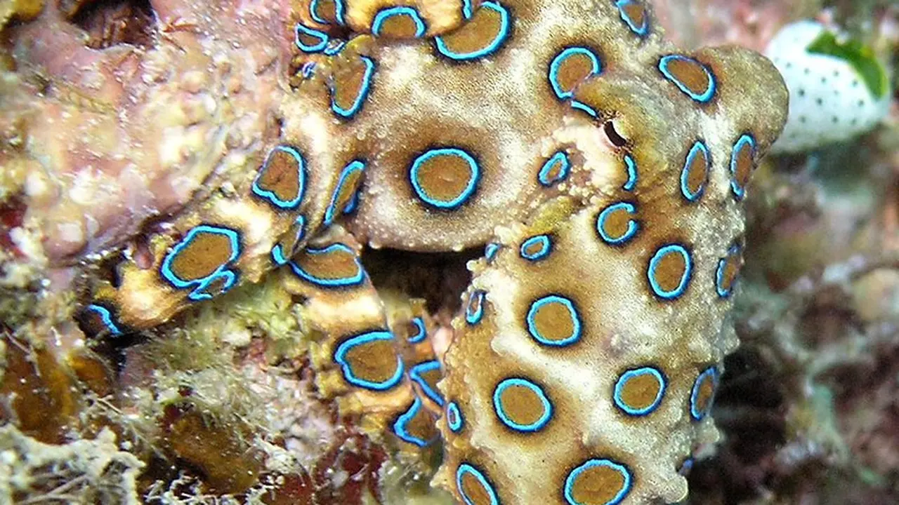 Keindahan Mematikan Gurita Cincin Biru yang Menakjubkan