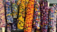 Jagung Ini Memiliki Warna Pelangi Layaknya Batu Mulia (sumber. Lostateminor.com)