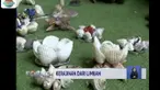 Aboy, warga Karawang, Jawa Barat mampu menyulap limbah kerang dan karung goni jadi kerajinan berseni tinggi.