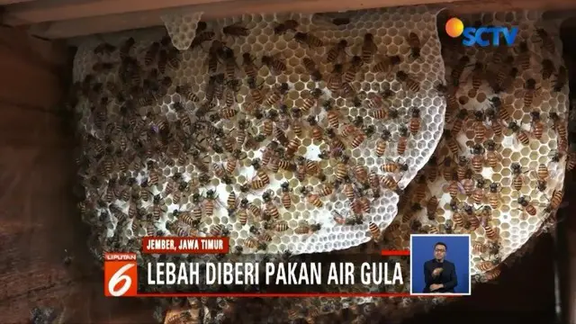 Sejumlah warga di Jember, Jawa Timur, membudidayakan lebah madu yang menghasilkan omzet hingga puluhan juta.