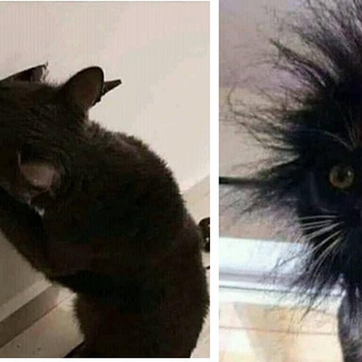 kucing hitam meme