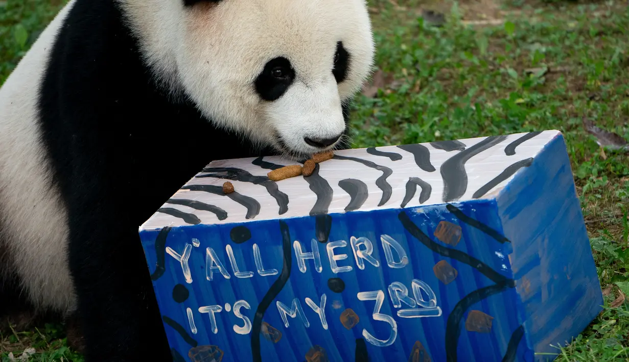 Ketiga panda raksasa di Kebun Binatang Nasional, Xiao Qi Ji, Tian Tian, ​​dan Mei Xiang, merayakan ulang tahun terakhir mereka di Washington, karena mereka diperkirakan akan kembali ke Tiongkok pada 7 Desember 2023.   (AFP/Stefani Reynolds)