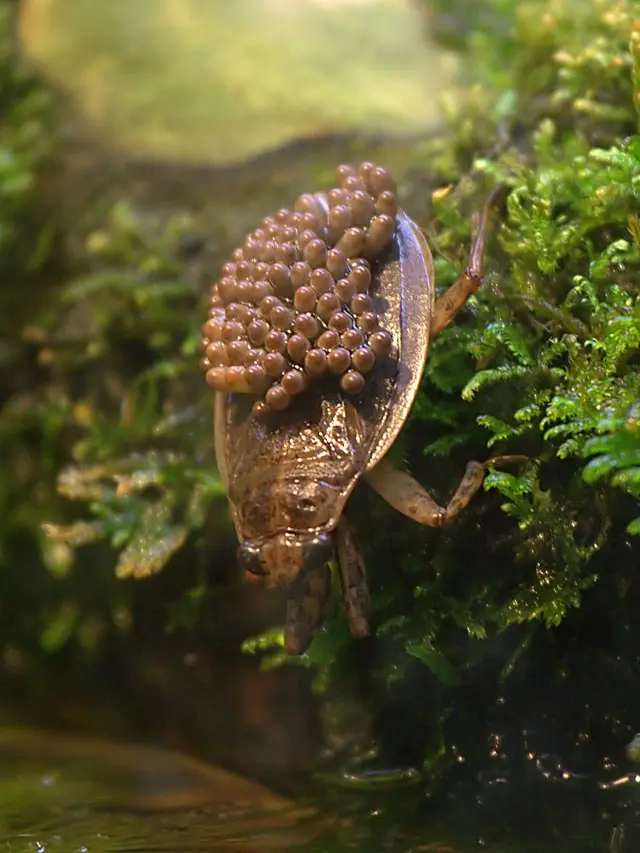 Serangga air raksasa (giant water bugs) (Foto: Wikipedia Belostomatidae)