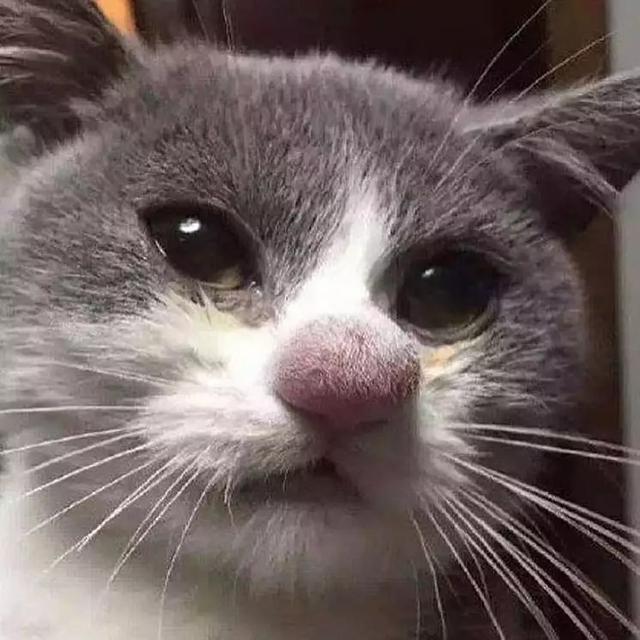 8 Potret Hewan Usai Disengat Lebah Ini Bikin Kasihan Sekaligus Lucu