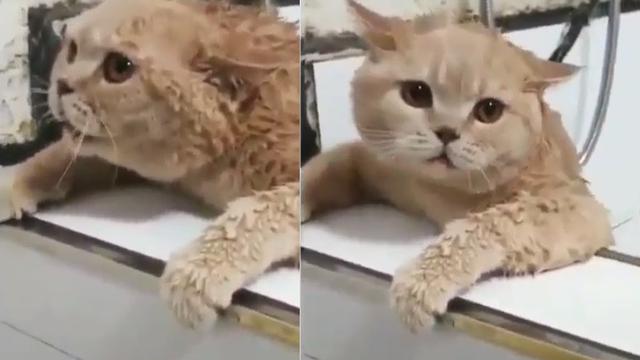 Tak Mau Dimandikan, Kucing Ini Minta Tolong dan Teriak 