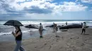 Orang-orang melihat paus sperma yang mati di Pantai Heisaura, kota Tateyama, Prefektur Chiba, Jepang pada 31 Juli 2025. (Philip FONG/AFP)