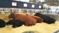 Sapi-sapi Australia berkualitas tinggi di Royal Melbourne Show. (Liputan6.com/Tanti Yulianingsih)