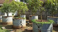 5 Desain Kebun Buah di Drum Bekas Skala Rumahan, Solusi Urban Farming yang Kreatif dan Produktif