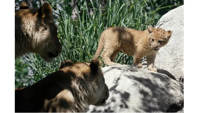 7 Potret Bahati, Bayi Singa yang Jadi Role Model Simba di The Lion King Live Action