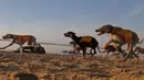 Anjing Arab jenis Saluki berpacu saat mengikuti Festival Unta Mazayin Dhafra di dekat kota Madinat Zayed, Abu Dhabi (26/12). Festival ini bertujuan untuk mempromosikan cerita rakyat dari kawasan Uni Emirat Arab. (AFP Photo/Karim Sahib)