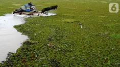 Petugas membersihkan tumbuhan air dengan alat amfibi Truxor di Setu Sawangan Depok, Senin (11/11/2019). Upaya revitalisasi dan normalisasi Setu Sawangan-Bojongsari diharap segera terealisasi agar dapat meningkatkan kunjungan wisatawan dari dalam maupun luar Kota Depok (merdeka.com/Arie Basuki)