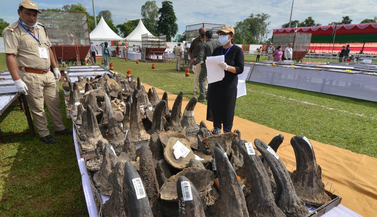 Pejabat Departemen Kehutanan Assam mengatur cula badak sitaan sebelum membakarnya pada tungku untuk menandai Hari Badak Sedunia dekat Taman Nasional Kaziranga, Bokakhat, India, 22 September 2021. Kegiatan ini untuk mematahkan mitos terkait cula dan mencegah perburuan badak. (Biju BORO/AFP)