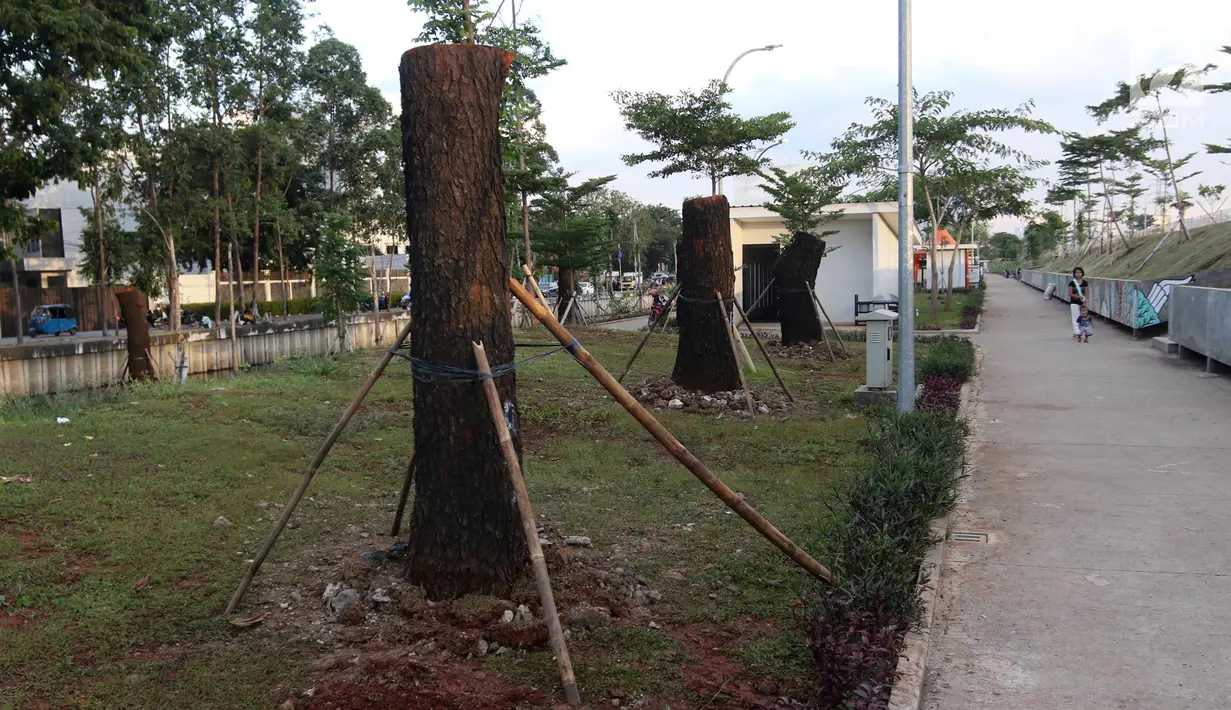 Pemandangan pohon-pohon dari Jalan Sudirman dipindah yang dipindahkan ke kawasan RTH Kalijodo, Jakarta Utara, Kamis (15/3). Selain di RTH Kalijodo, pohon-pohon asal Sudirman juga ditanam di Taman BMW. (Liputan6.com/Arya Manggala)