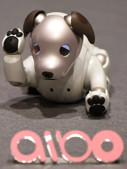 Robot anjing keluaran Sony yang bernama Aibo bermain saat konfrensi pers di Tokyo, Jepang (1/11). Aibo memiliki perilaku yang dapat beradaptasi dengan lingkungan sekitar, ia juga dapat mencari si pemilik. (AFP Photo/Kazuhiro Nogi)
