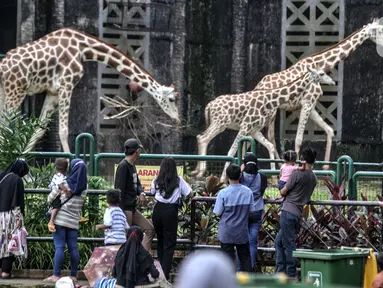 Wisatawan saat mengamati jerapah di Taman Margasatwa Ragunan, Jakarta, Jumat (14/5/2021). Pemprov DKI Jakarta pada libur Lebaran 2021 membuka sejumlah tempat wisata, salah satunya Taman Margasatwa Ragunan. (merdeka.com/Iqbal S. Nugroho)