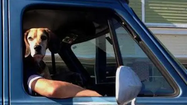 6 Potret Ilusi Optik Orang Berkepala Anjing Ini Bikin Mikir