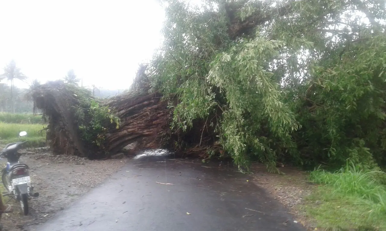 Pohon beringin raksasa yang dikenal angker itu tumbang setelah diterpa angin kencang. (Liputan6.com/Dian Kurniawan)