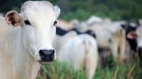 Sapi termahal di dunia. (Sumber foto: Juliana e Mariana Amorim/Unsplash)